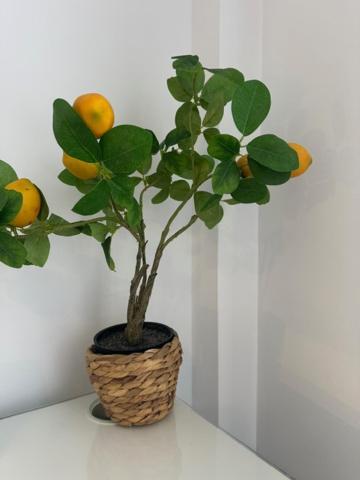 Citrus Suite By Alhaurin Loft City Center Alhaurin de la Torre Luaran gambar